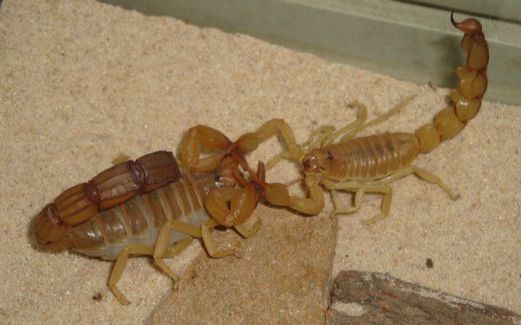 黄肥尾蝎vs蜈蚣图片