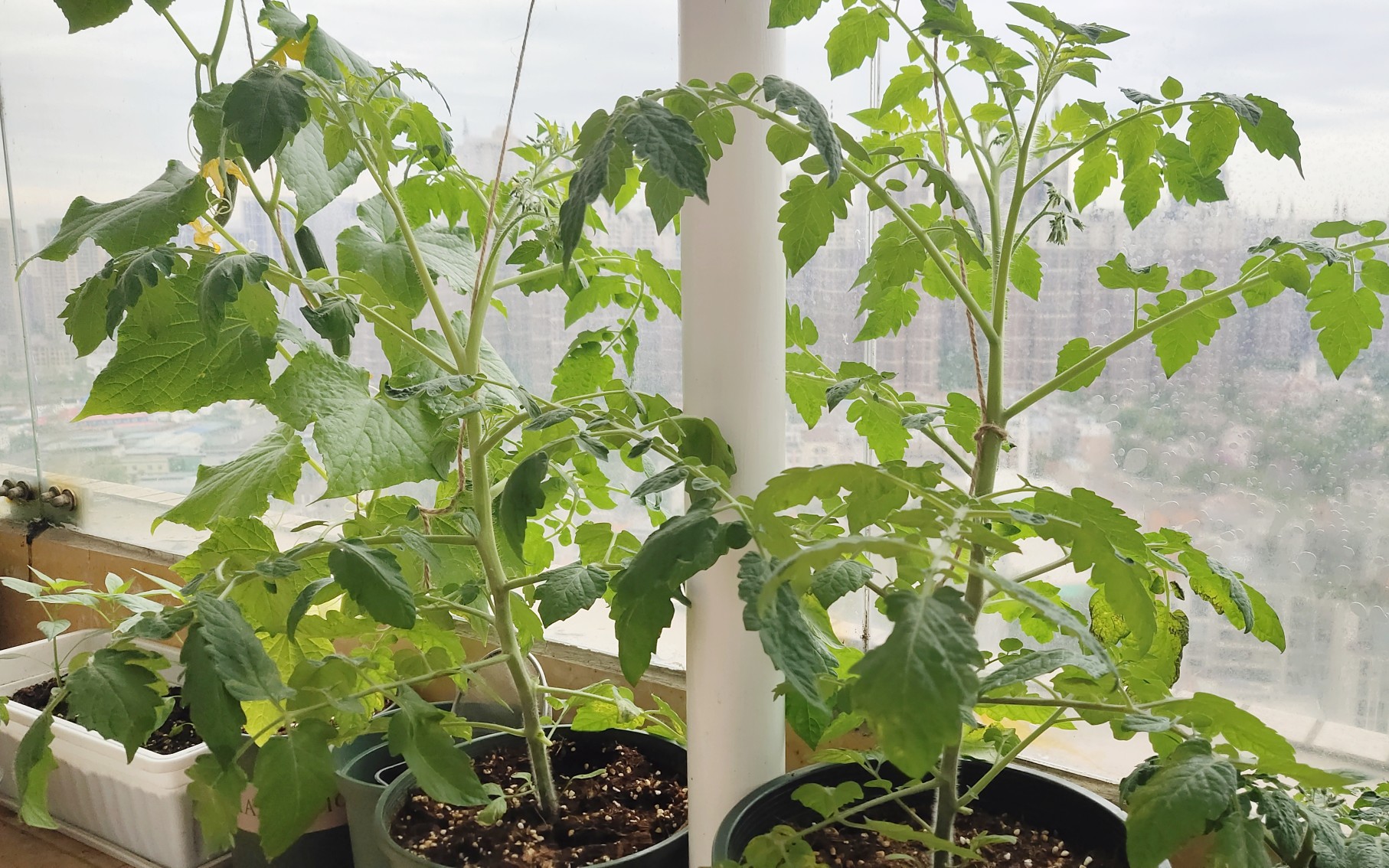【阳台番茄】双杆整枝为主,花挂的不少,能不能都变成小果子呢?
