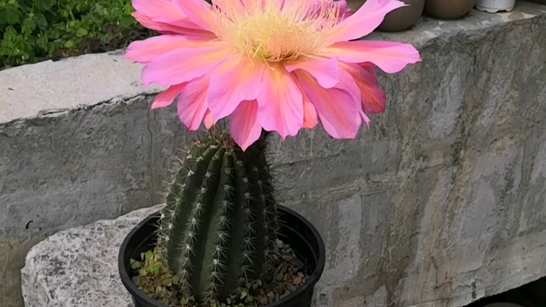 毛花柱飞碟