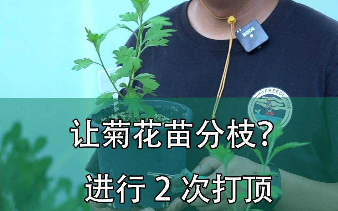 让菊花苗分枝?进行2次打顶,促进三级枝条生长哔哩哔哩bilibili