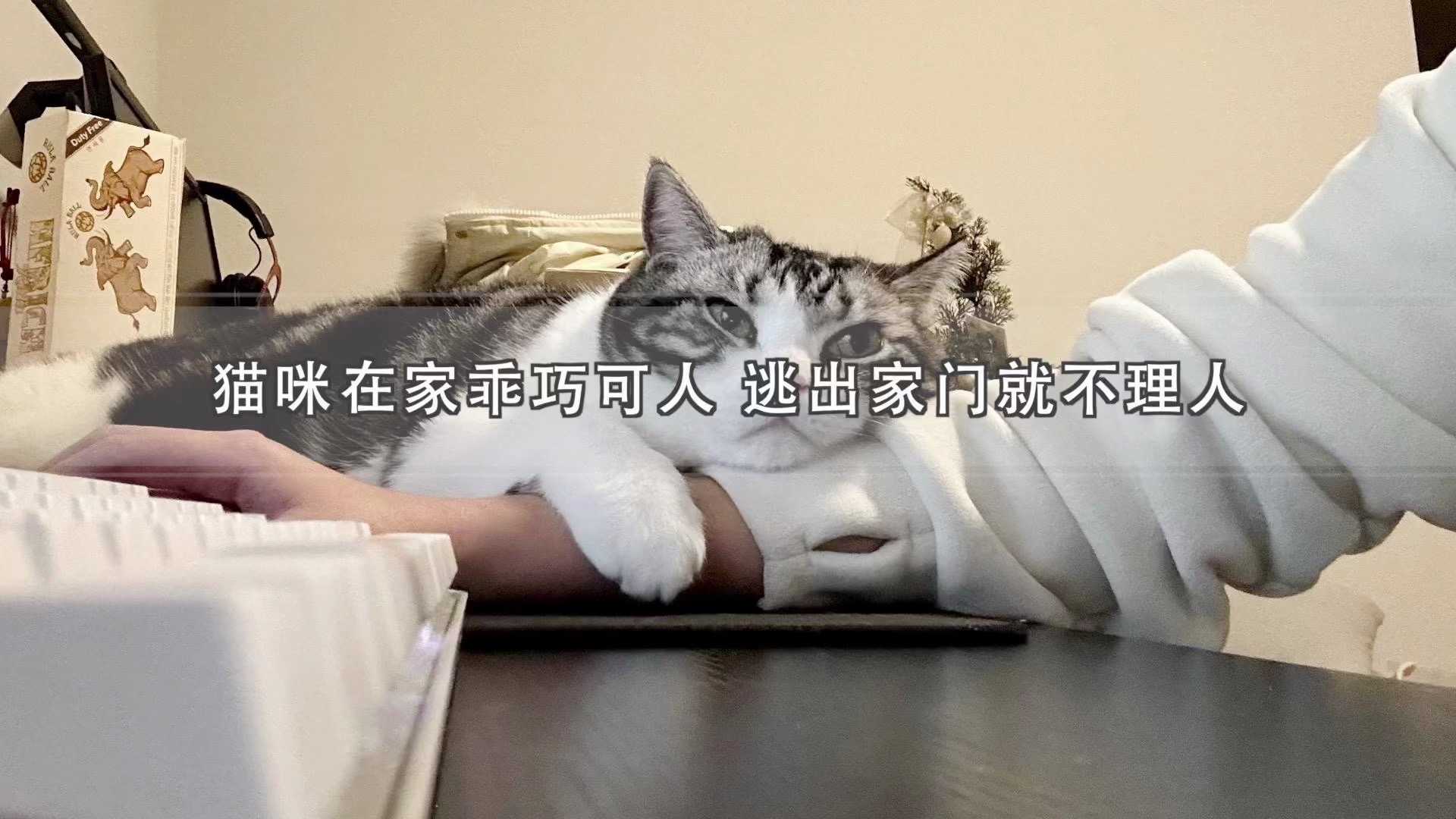 为什么家猫在外面对主人得呼唤置之不理?因为怂!