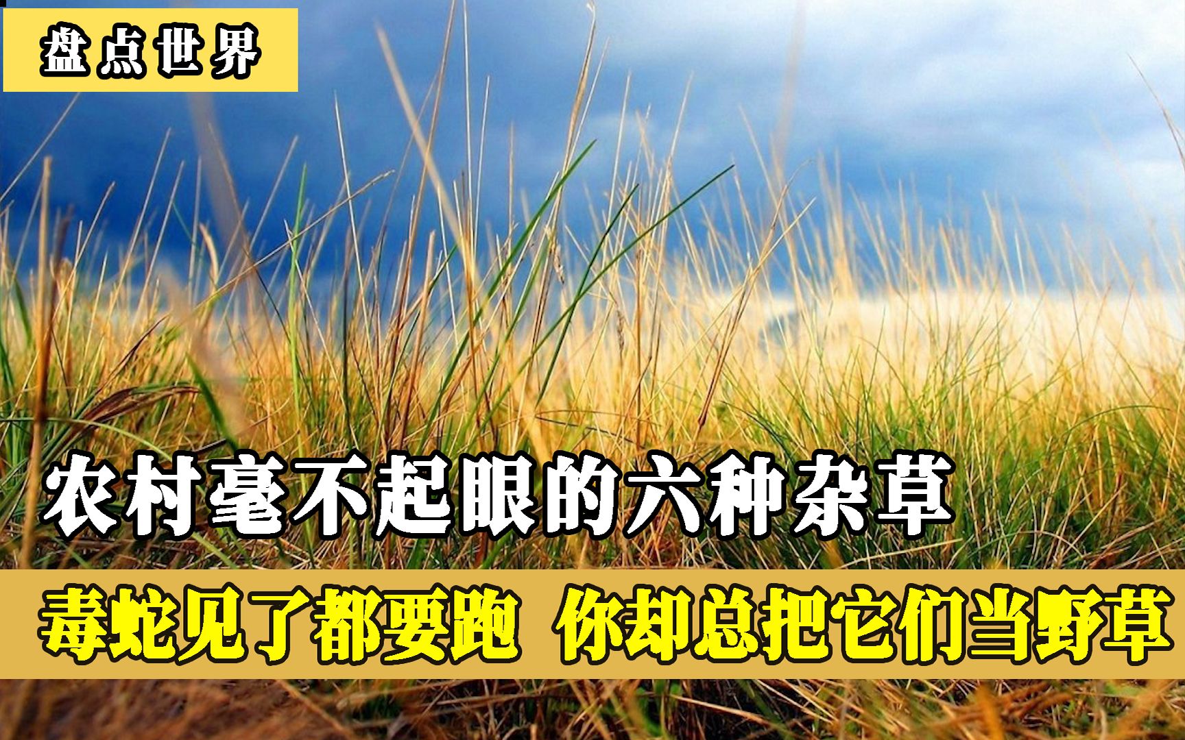 [图]农村毫不起眼的六种杂草，毒蛇遇见了都要跑，你却总把它们当野草