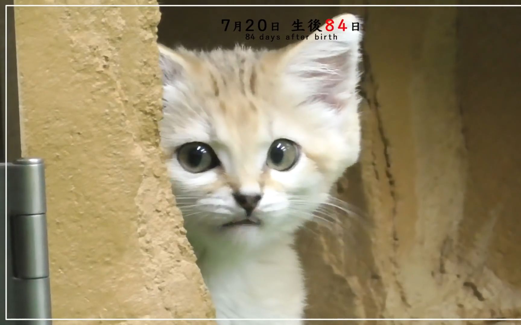 [图]《沙丘猫成长日记》⑪ 出生后80〜84天 "Growth Diary of Sand cat's baby" vol. 11