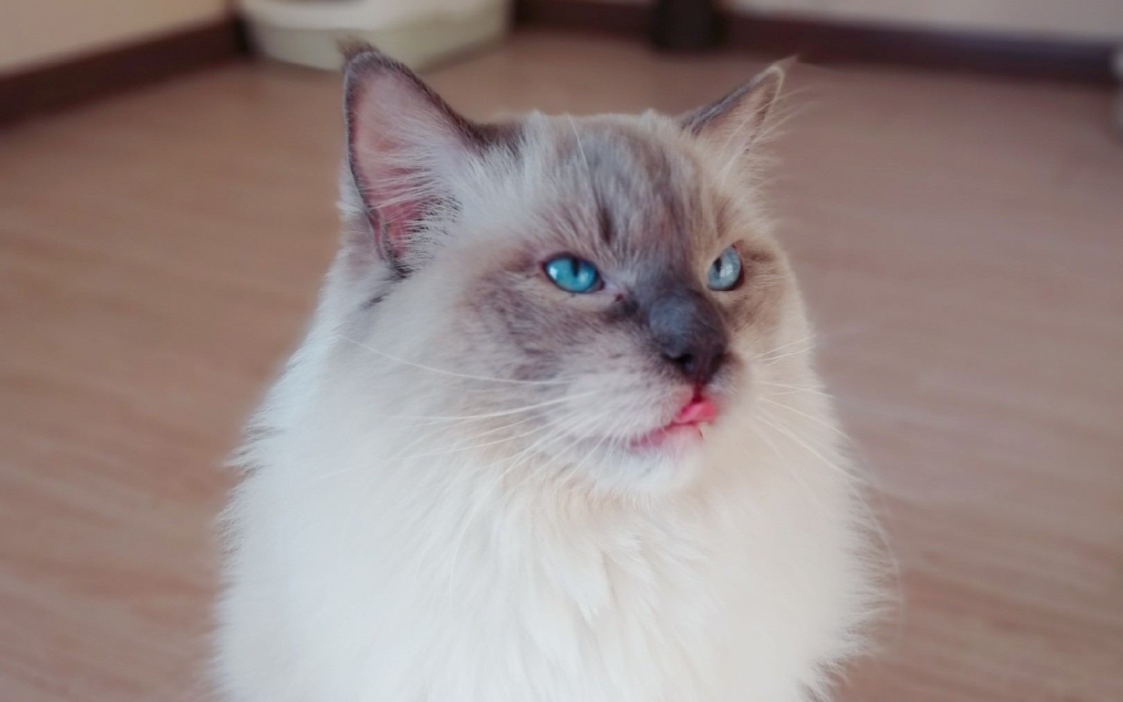 【布偶猫】高冷九爷在线撩人 撩完就跑 怕不是个渣猫