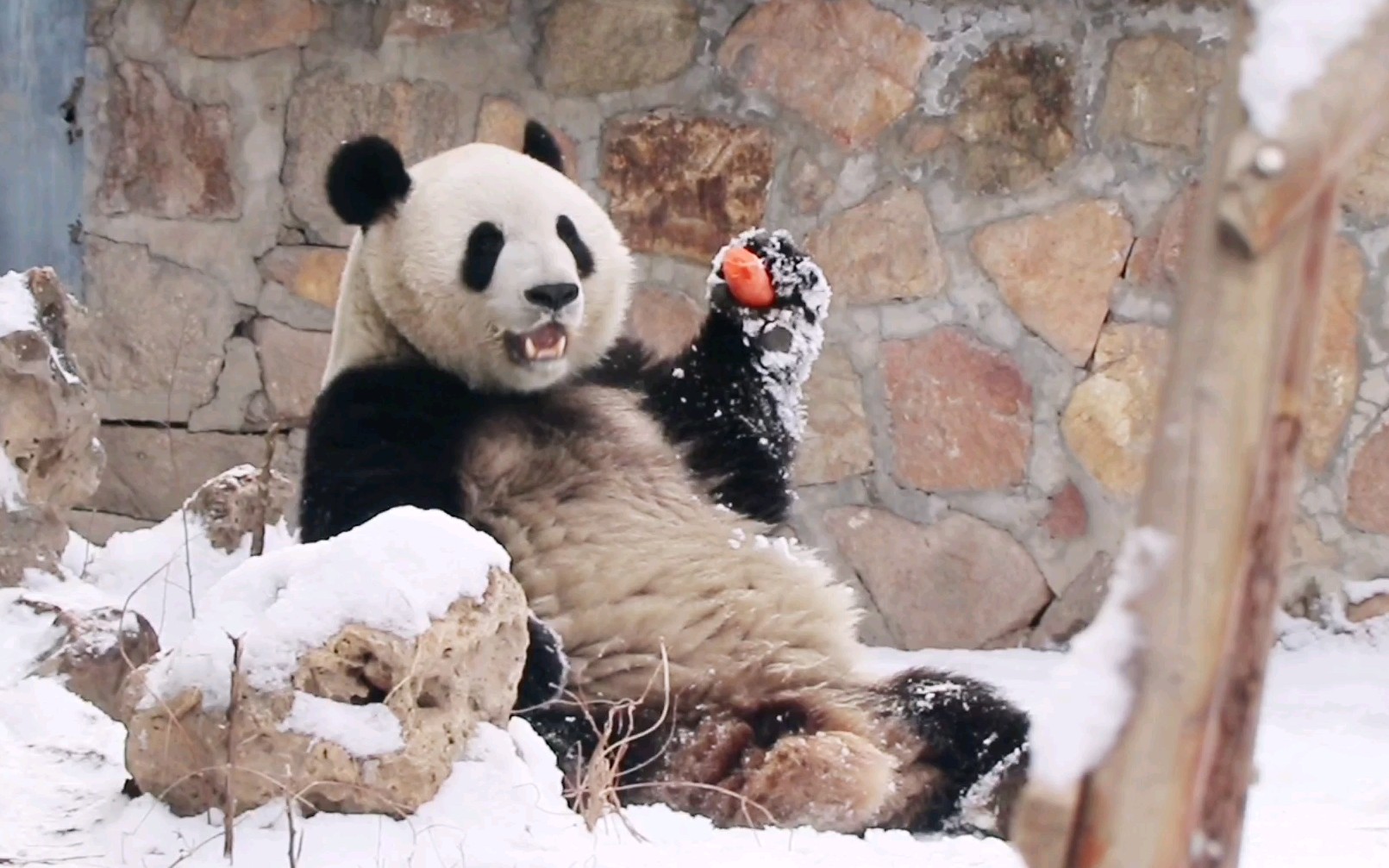 大熊猫萌兰雪中的胡萝卜吨很下饭
