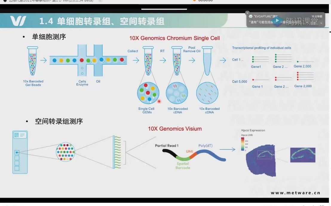 【迈维代谢2021春季培训】第九讲,深入挖掘转录组(可变剪切+lncRNA+基因印迹)哔哩哔哩bilibili