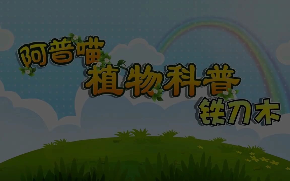 阿普喵植物科普之《铁刀木》哔哩哔哩bilibili