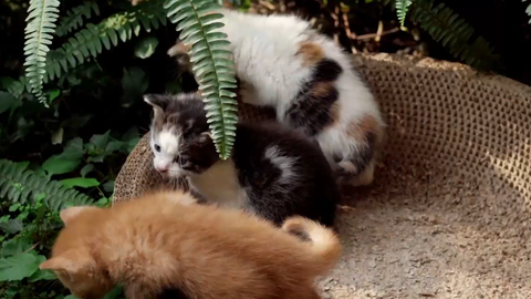 花园小奶猫 橘猫 虎斑猫合集 哔哩哔哩