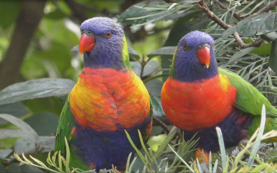 4k-小鸟乐园-02-风景实录