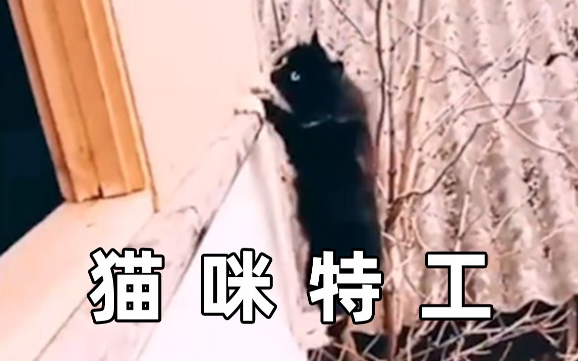 “猫咪特工”哔哩哔哩bilibili