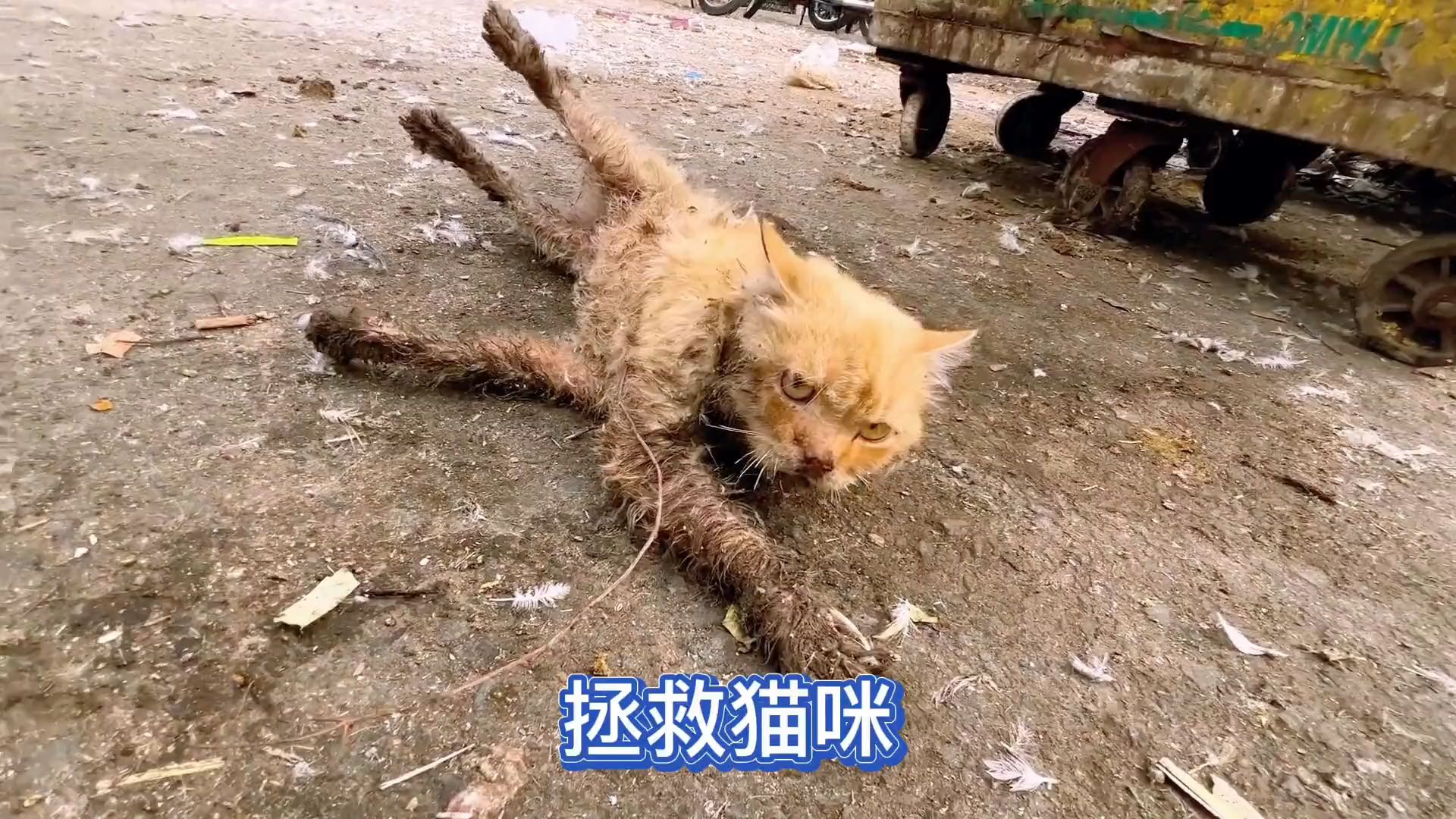 拯救猫咪 一个爱与奇迹的故事哔哩哔哩bilibili