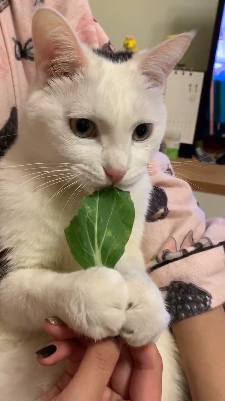 咪log#吃草的小可爱!