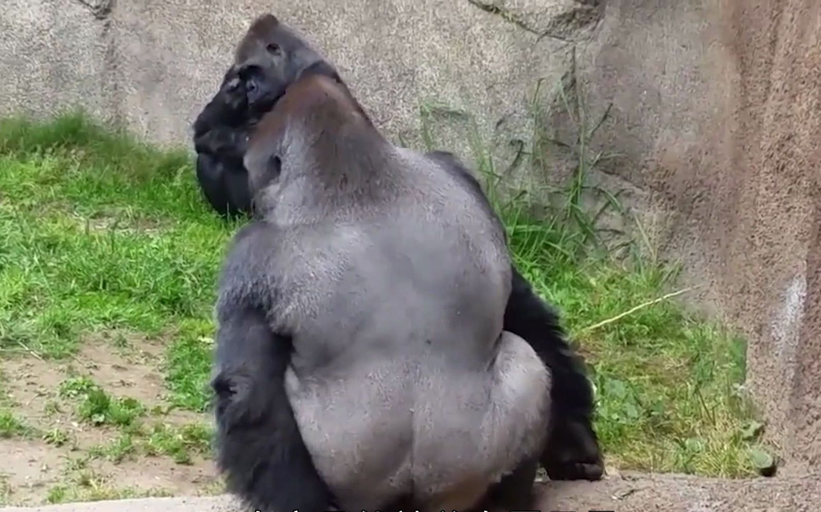 大猩猩拉屎被围观,生气的它打起了小算盘,游客们被吓的纷纷后退!