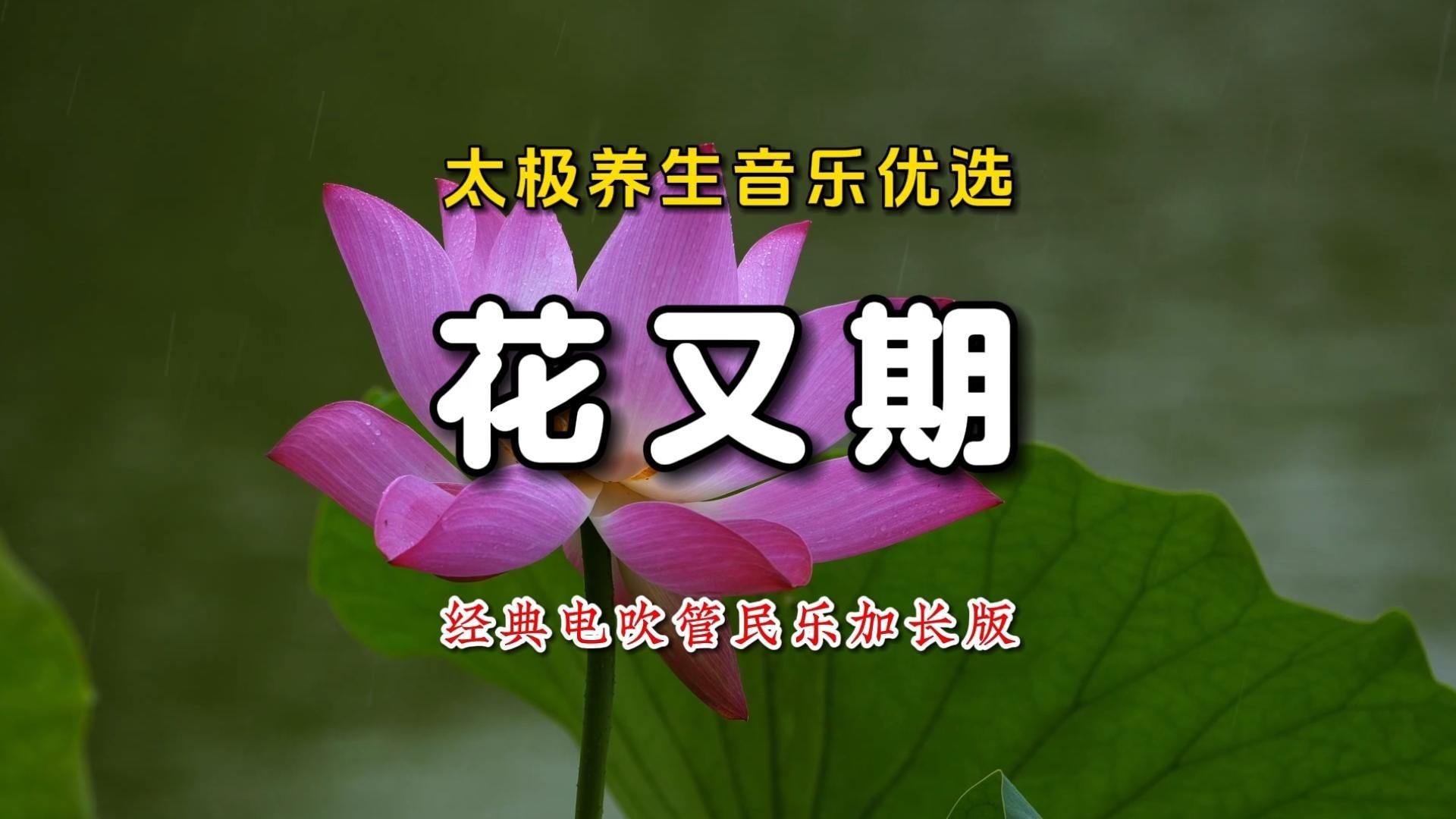 太极养生音乐优选《花又期》经典纯音乐加长版柔缓抒情舒心聚眞炁