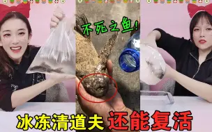 Скачать видео: 不死之鱼“清道夫”，晒成干柴遇水就活！冷冻3小时融化能复活吗