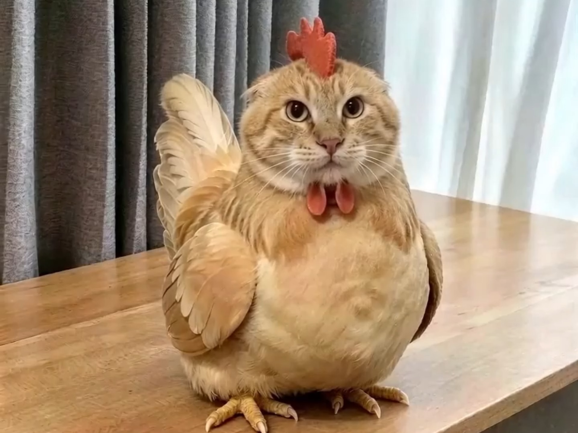 小鸡怎么叫？