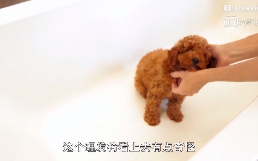 [图]《小狗的奇妙世界》贵宾犬鲁比