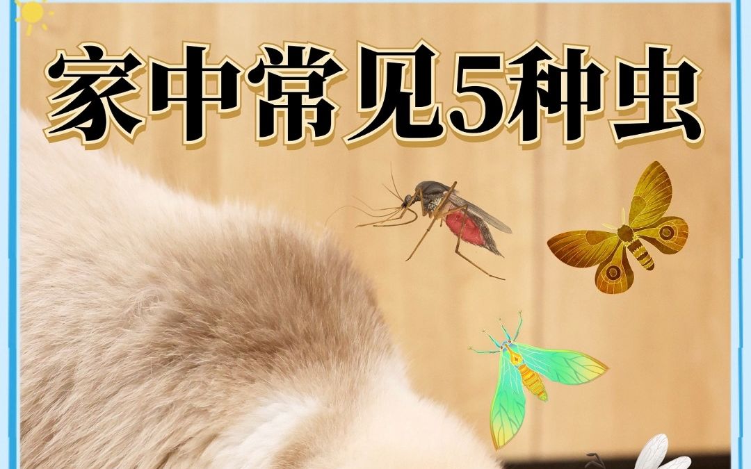 家里常见的5种虫子,猫咪吃了有问题吗?哔哩哔哩bilibili