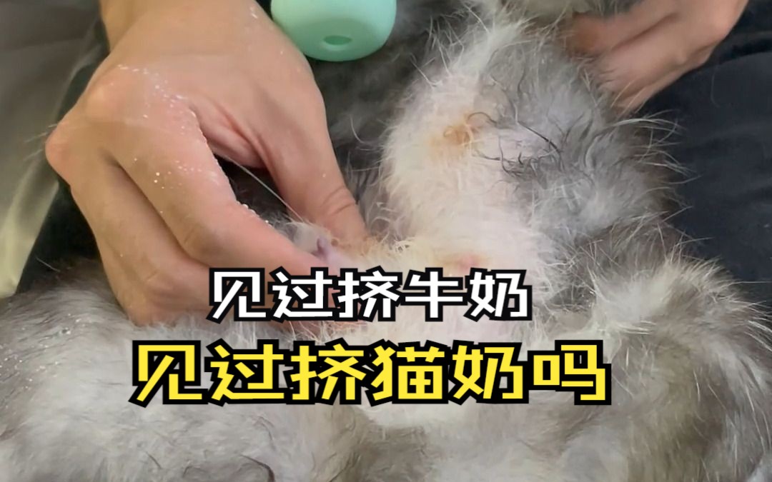 不愧是奶牛猫,太多了太多了根本挤不完哔哩哔哩bilibili