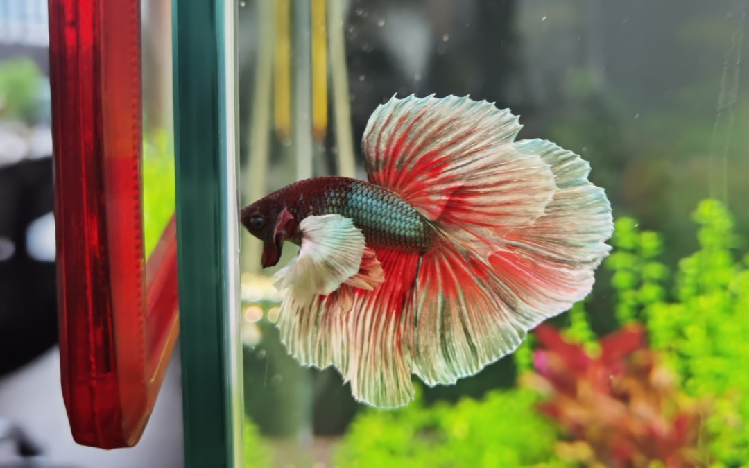 大耳斗鱼和它的60草缸(*04 04*;)