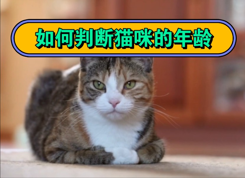 如何判断猫咪的年龄哔哩哔哩bilibili