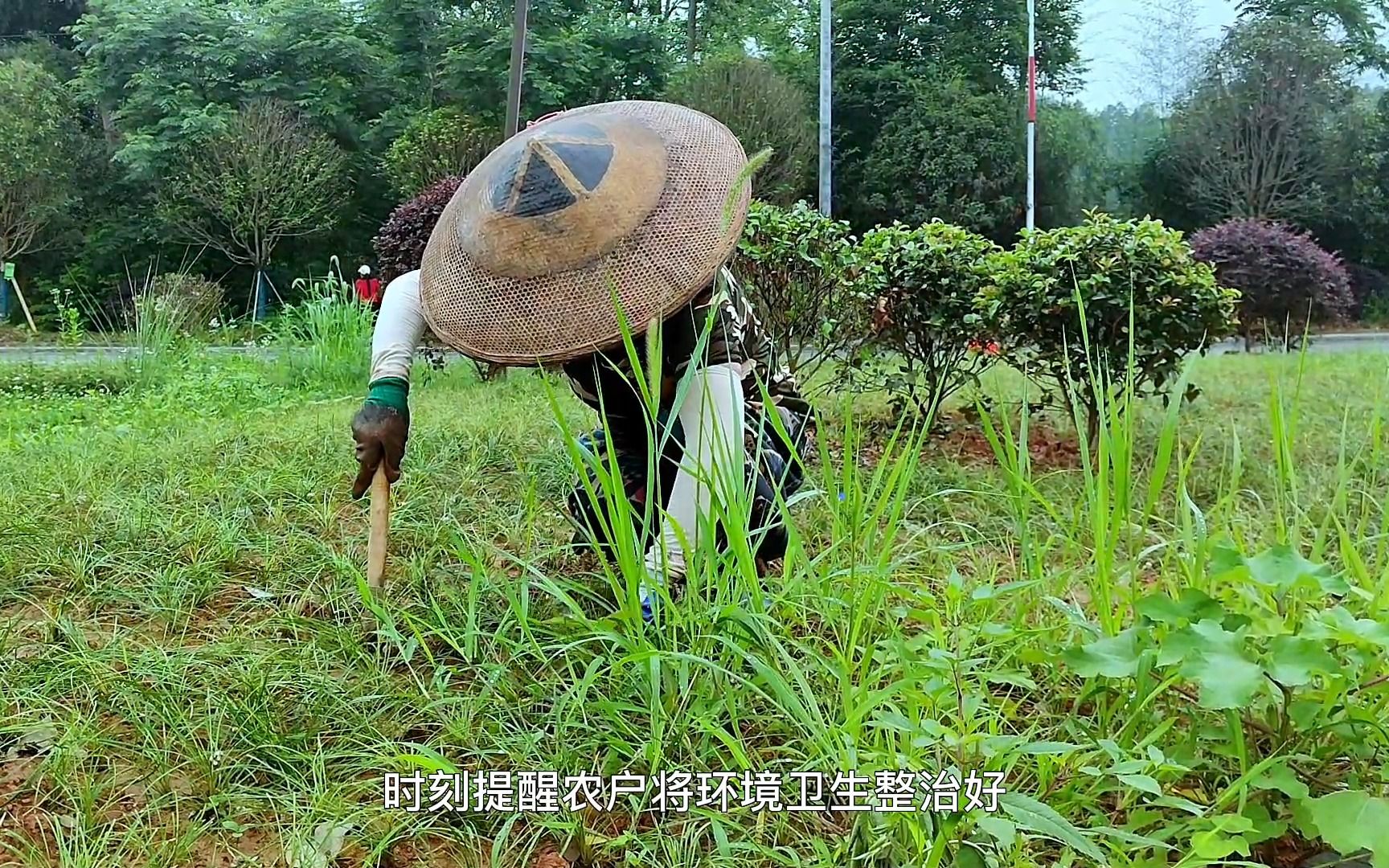 [图]6月29日茶溪人居环境整篇