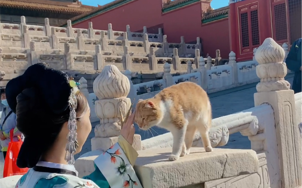 [图]果然是御猫，只认宫里的人！故宫御猫