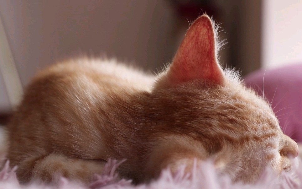 治愈系萌宠 猫咪睡觉