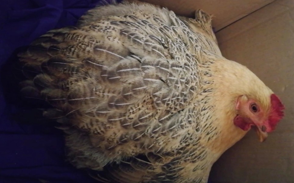 漂亮小母鸡下蛋中(你不吭声,我不吭声,静听风声.