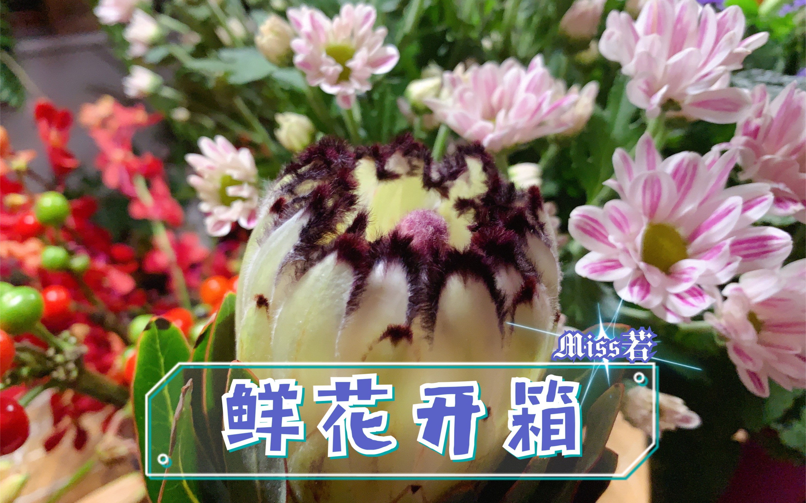 【鲜花开箱52绿色毛边南非公主/彼岸花/斑纹小菊/眼线百合/辣椒果/藿香花/红色千代兰】拔草鲜切花流行前线~假装在家开花店 花材整理哔哩哔哩bilibili