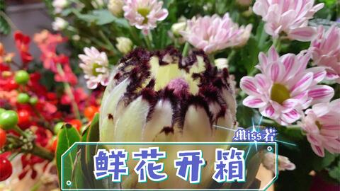 鲜花开箱52 绿色毛边南非公主 彼岸花 斑纹小菊 眼线百合 辣椒果 藿香花 红色千代兰 拔草鲜切花 流行前线 假装在家开花店花材整理 哔哩哔哩 Bilibili