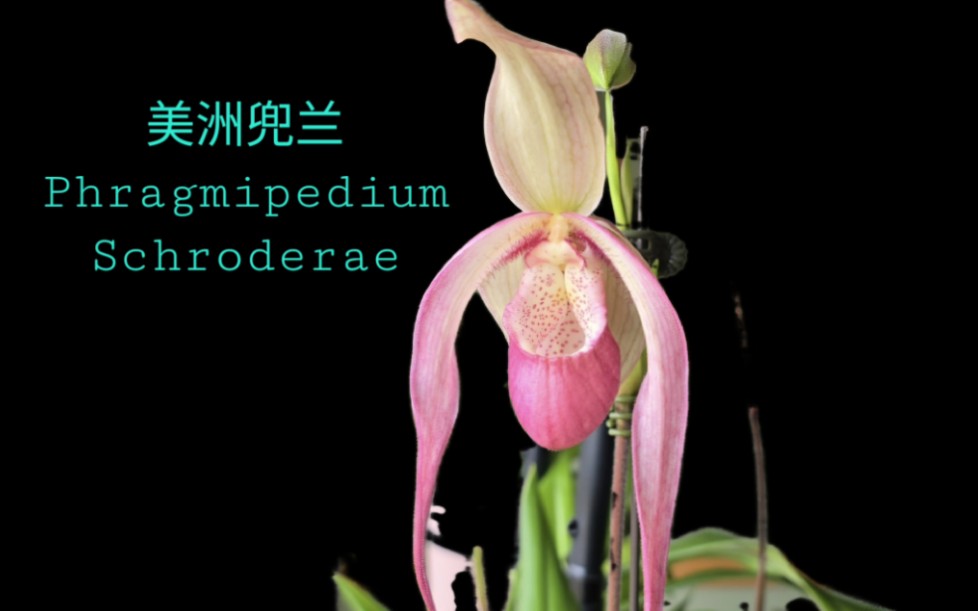 Sophie's Garden 兰花种植/美洲兜兰 Phragmipedium Schroderae哔哩哔哩bilibili