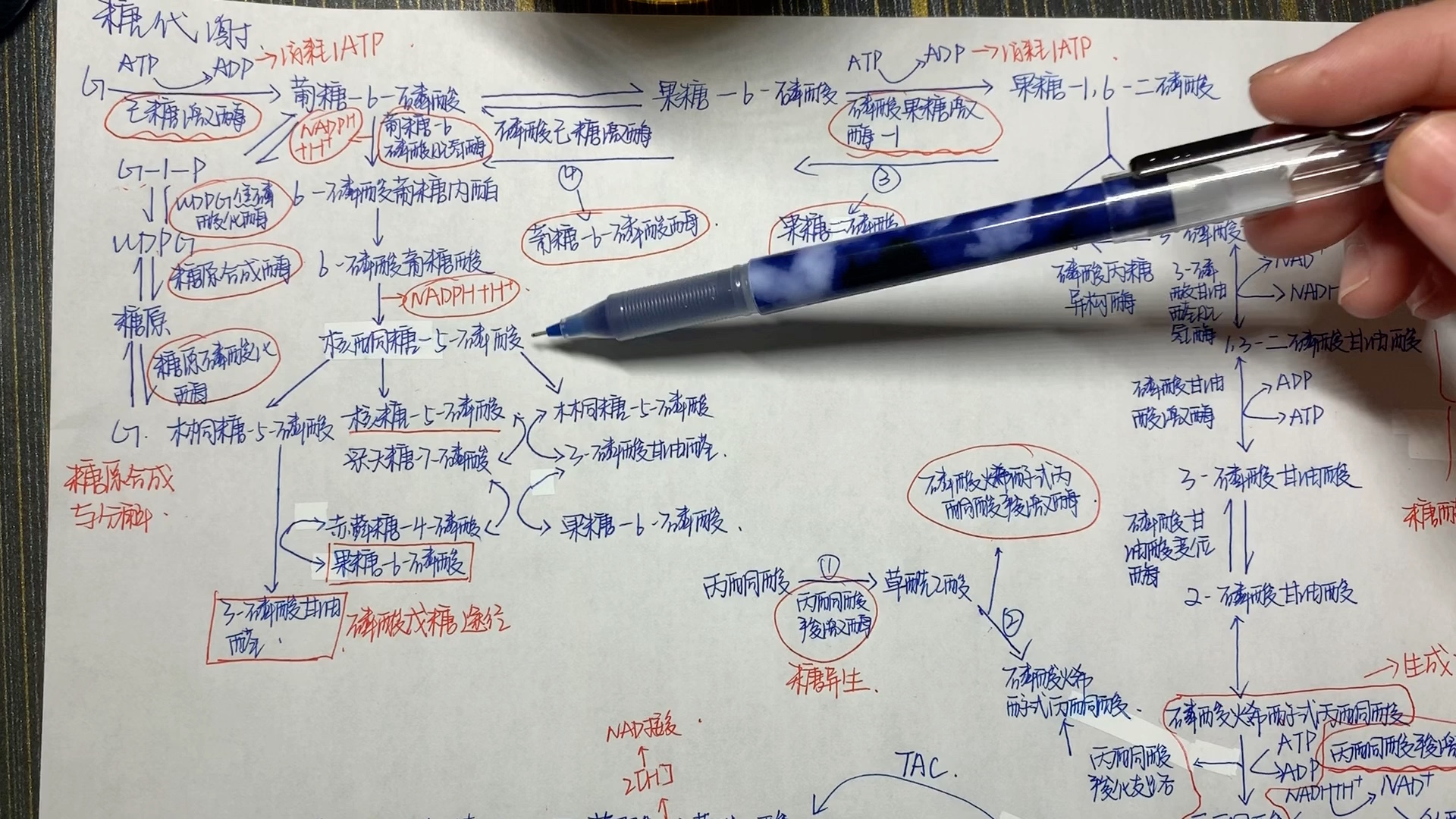 生物化学糖代谢代谢图联系讲解,糖代谢部分14种关键酶的讲述哔哩哔哩bilibili