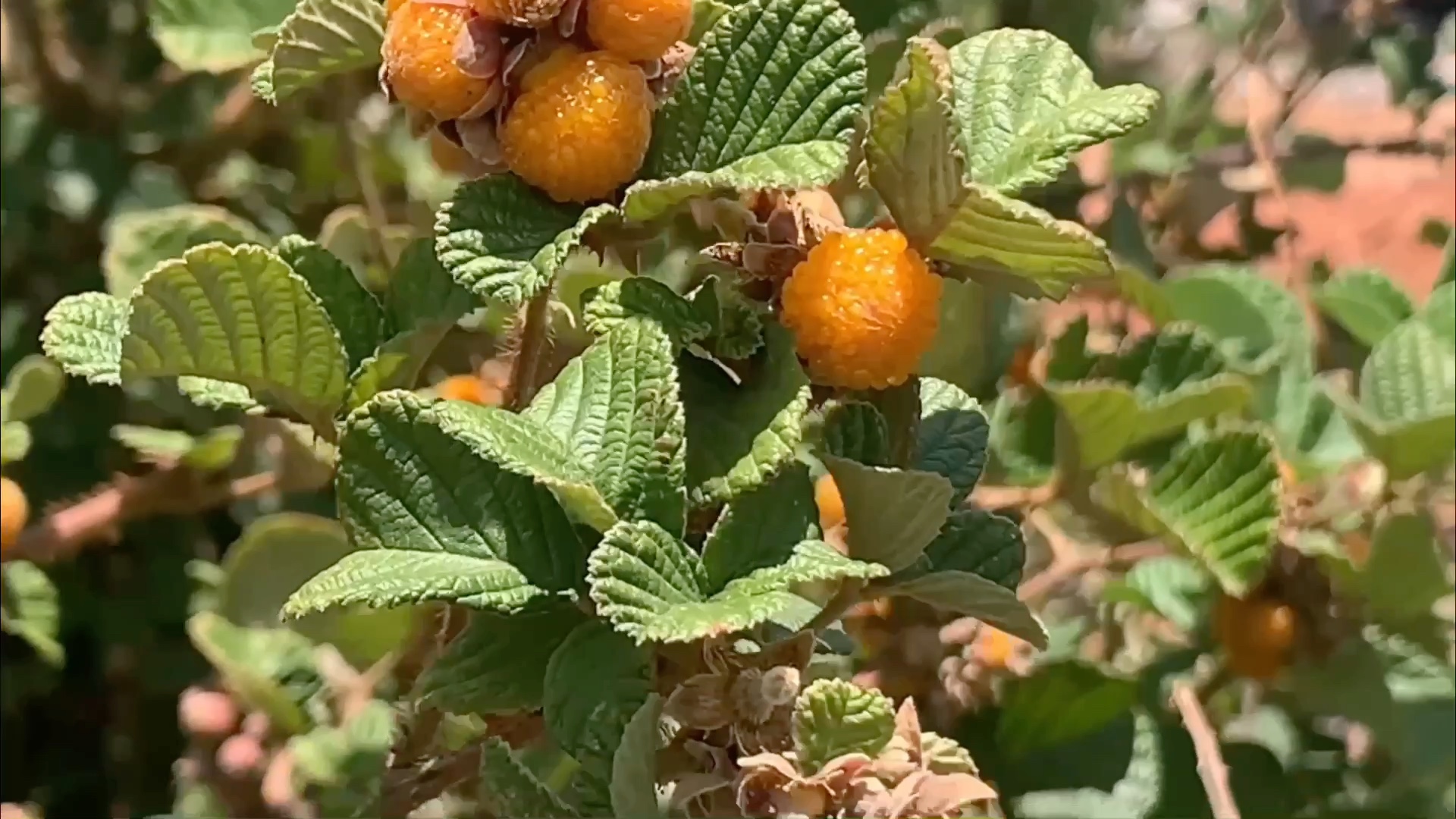 野生黄刺莓的养生保健功效
