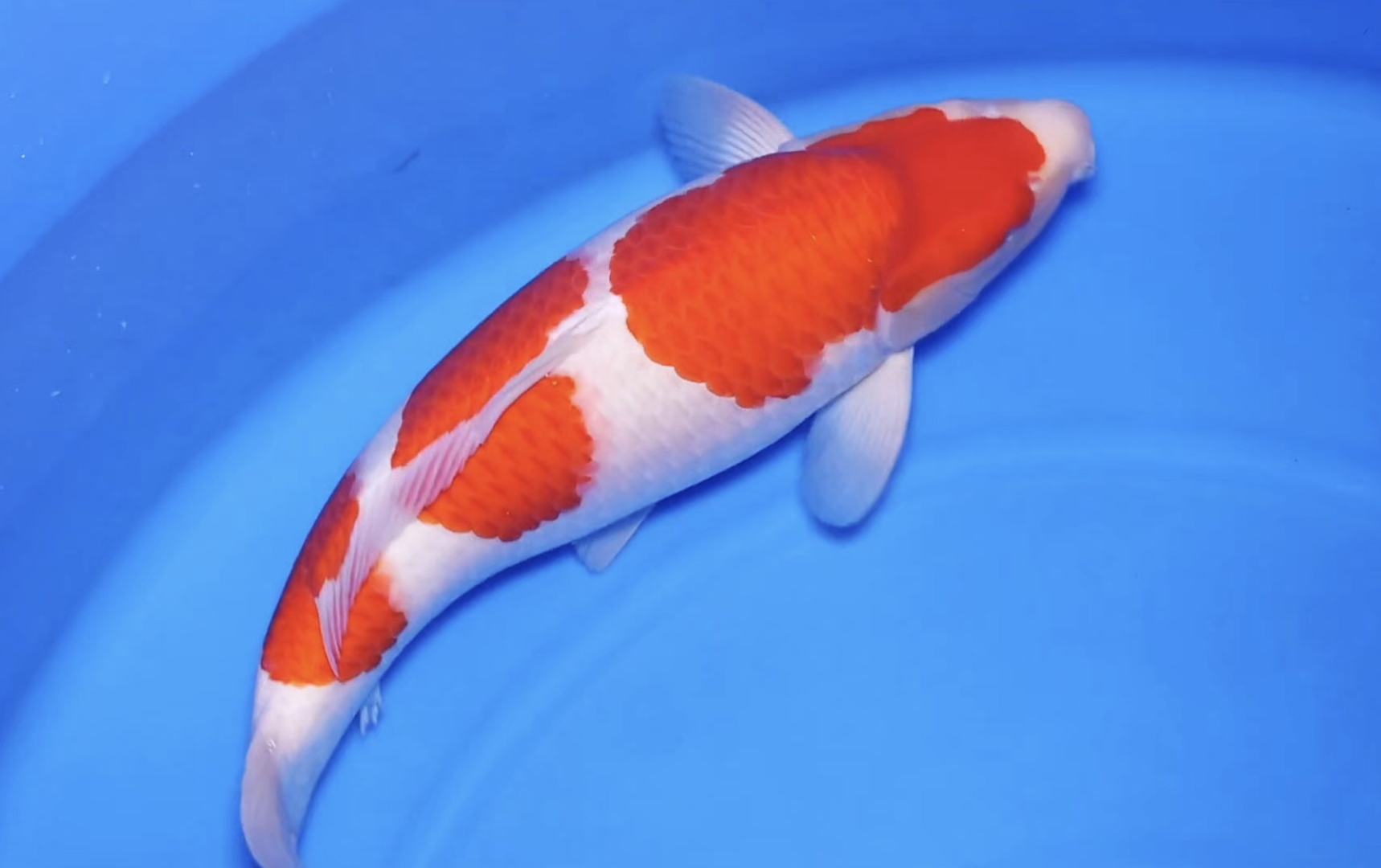 三段红白锦鲤,雌两岁五十九公分滴观赏鱼.