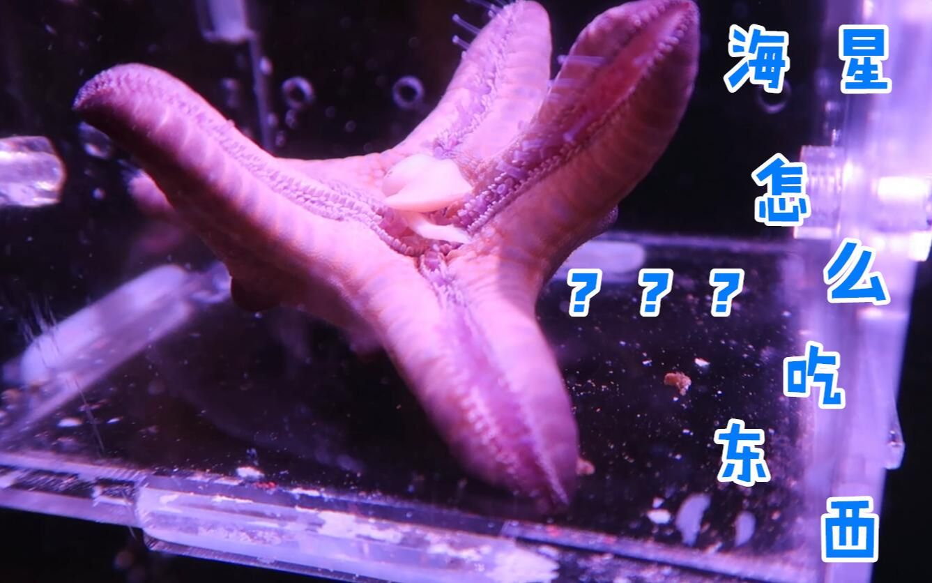 海绵宝宝你知道海星是怎么进食的吗old醋