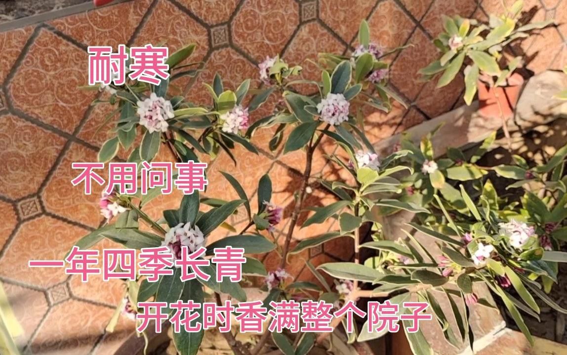 [图]几种适合家养的花，一年四季长青，耐寒，开花时香满整个院子