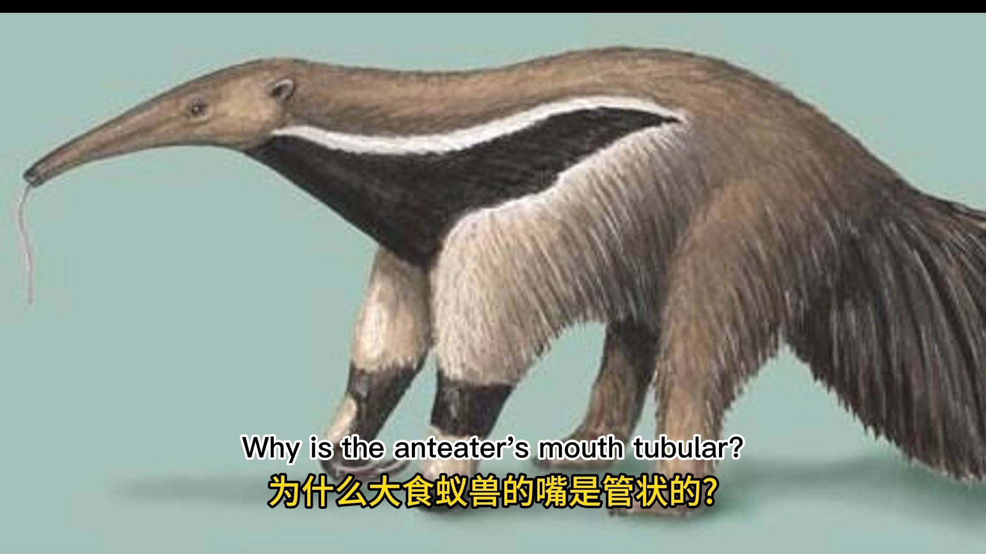 为什么大食蚁兽的嘴是管状的?中英字幕