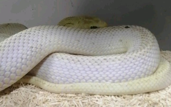 白边王锦蛇白化王锦蛇是欣赏一波国产蛇的美丽