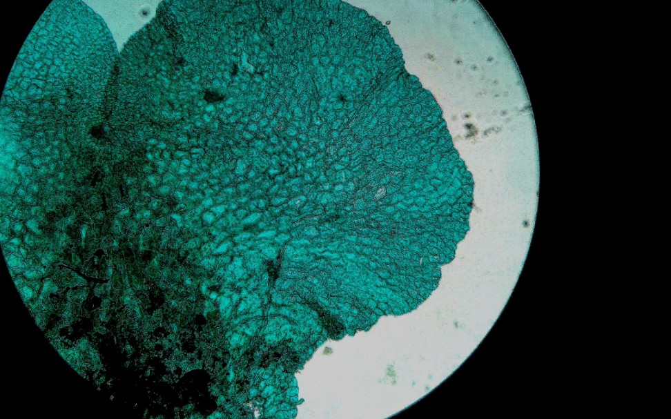 蕨原叶体幼孢子体结构图片