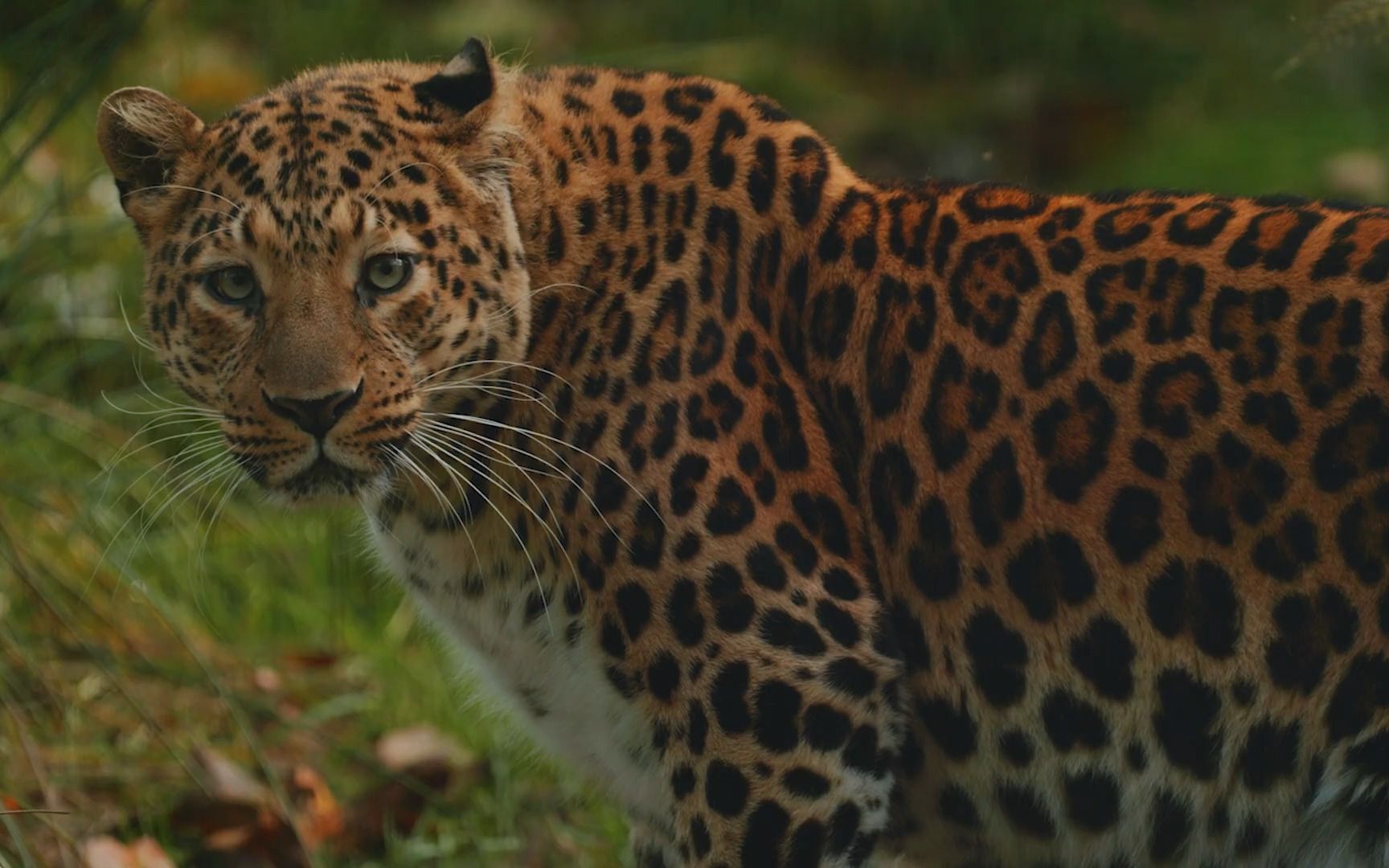 (俄语)高加索动物群 豹@俄罗斯地理学会