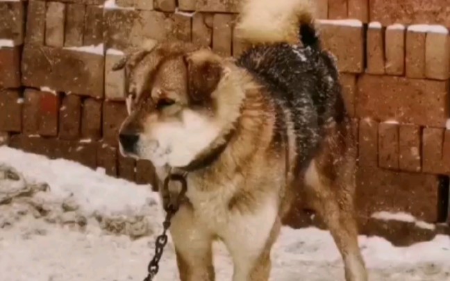 雪中太行犬,北方传统家犬哔哩哔哩bilibili