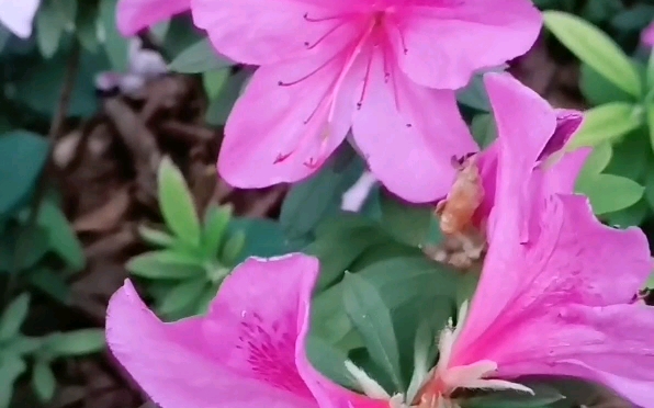 97杜娟花的世界:温馨,可爱又治愈94