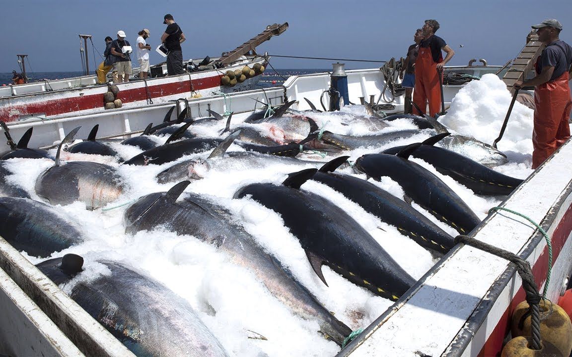 国外深海大型捕捞金枪鱼,两艘远洋大船一块协作,都是成万斤上鱼