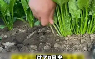 Tải video: 淹不死的芹菜，旱不死的葱