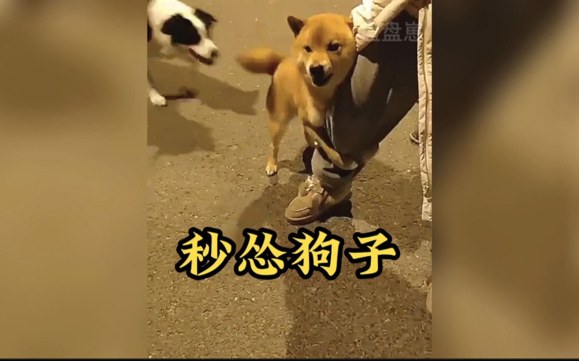 盘点那些秒怂的狗子.狗仗人势