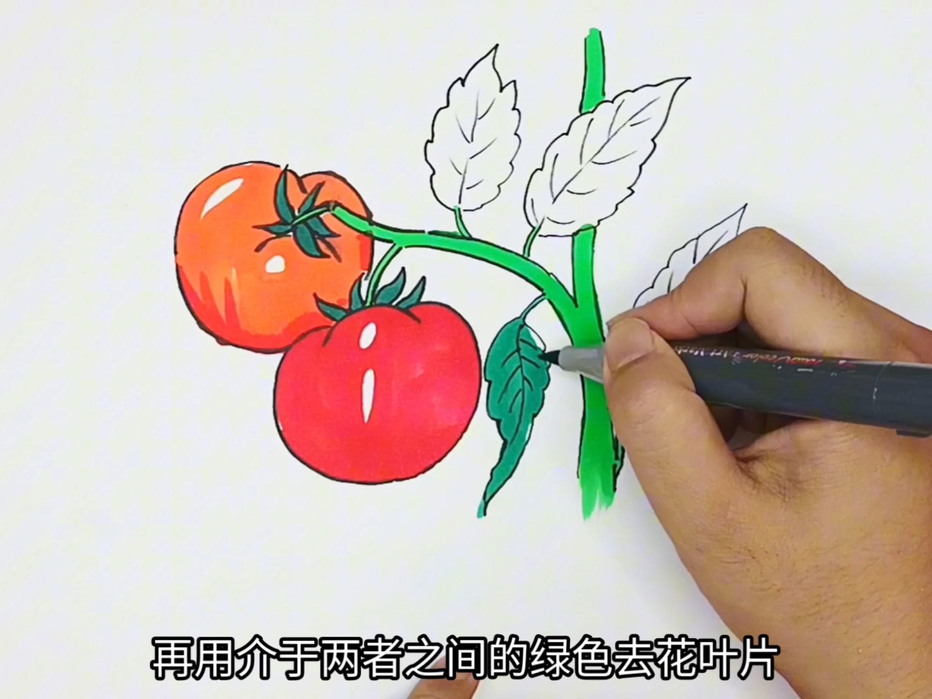 教程,一起来画西红柿