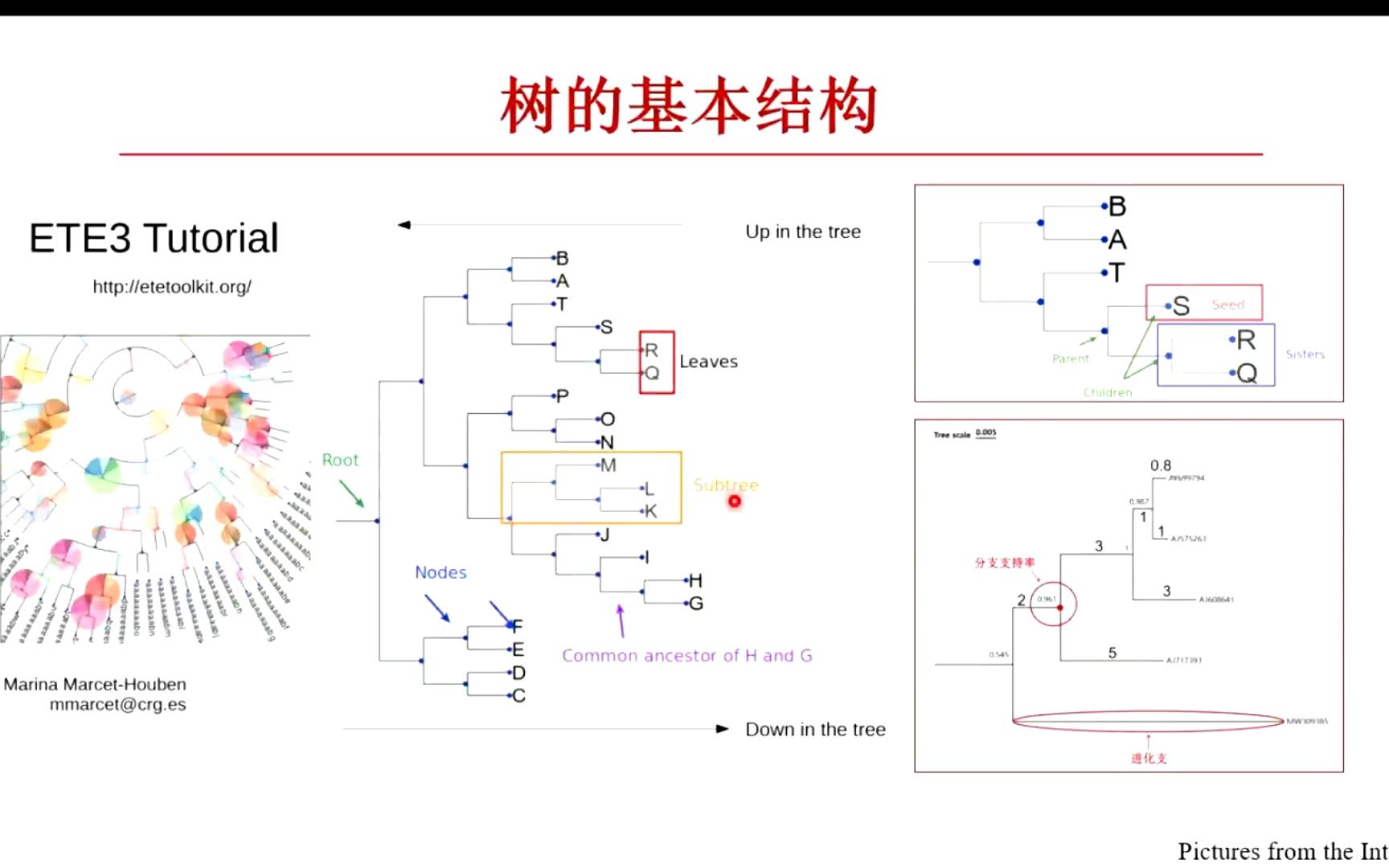 [图]瑞晨师兄小课堂 | 系统发育树：什么是系统发育树、怎样制作系统发育树