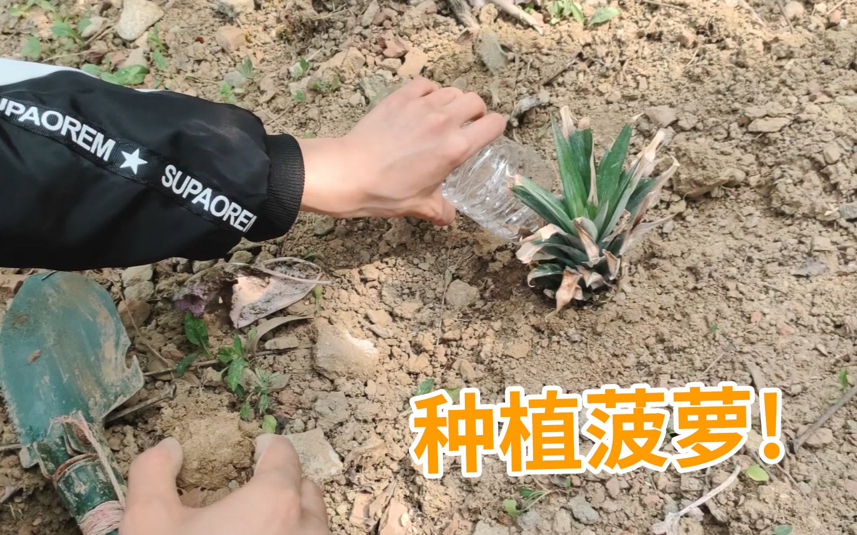 经过几个月的摸索,终于学会了种植菠萝!