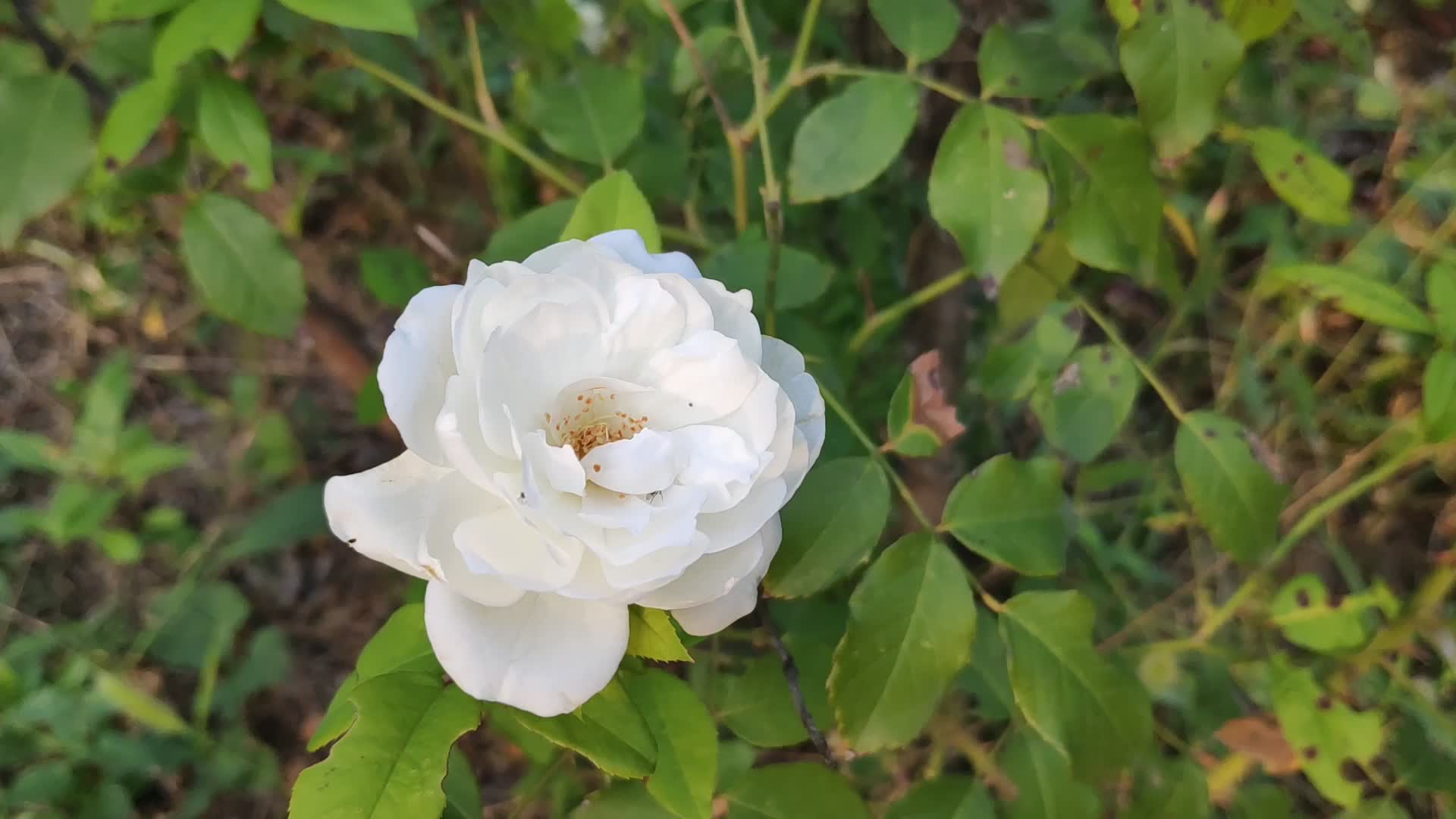 美麗的白薔薇紅玫瑰夏日繁花最後的迴響道旁綠植假龍頭花